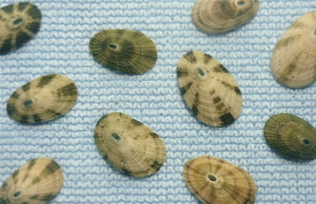 Diodora gibberula